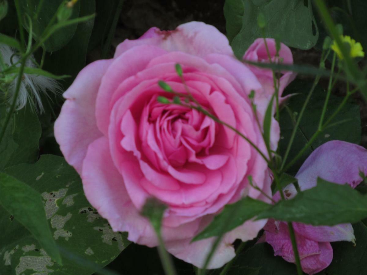 The Old Vicarage Hotel & Restaurant Bridgwater Ngoại thất bức ảnh Rosa 'Mary Rose'